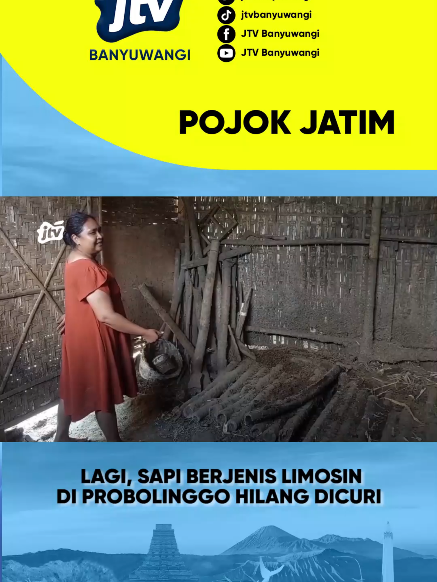 lagi, sapi berjenis limosin di Probolinggo hilang dicuri #berita #news #jtv #jtvbanyuwangi #banyuwangi #jawatimur #trendingindonesia #fyp #fypindonesia