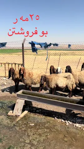 #foryou #karbal #basra #hawler #akre #laik #baxdad #سعوديه #surya #موصل_بغداد_كركوك_حله_نجف_بصره #bahrka #كويت #سوريا #fory #agha #❤️ 