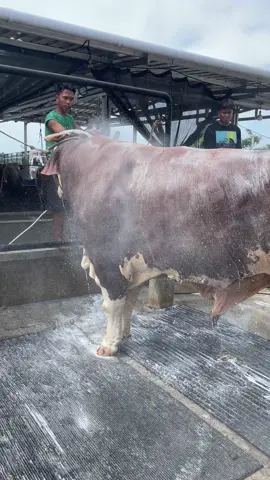 Mandi duluu kangg #fyp #sapi #sapijumbo #peternakmuda #bosmuda @HirakaFarm_semarang 