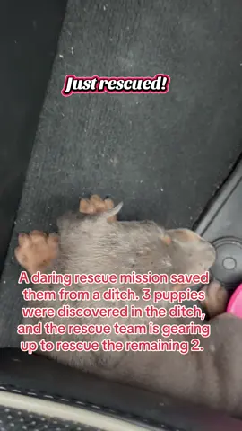 These babies were found in a ditch.   There is a total of 5.  We caught 3 and the other 2 will be caught in a day or 2.   Please follow for more info.  #dogsoftiktok #dog #rescue #dogtok 