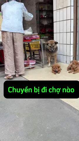 Gửi con đu chợ cho yên tâm nào 👍👍👍👍👍#chókhôn #dogscute #AnCungTikTok #dogs 