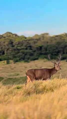 Horton Plains #hortonplains #viral #creatorsearchinsights  #nature #travelsrilanka🇱🇰 