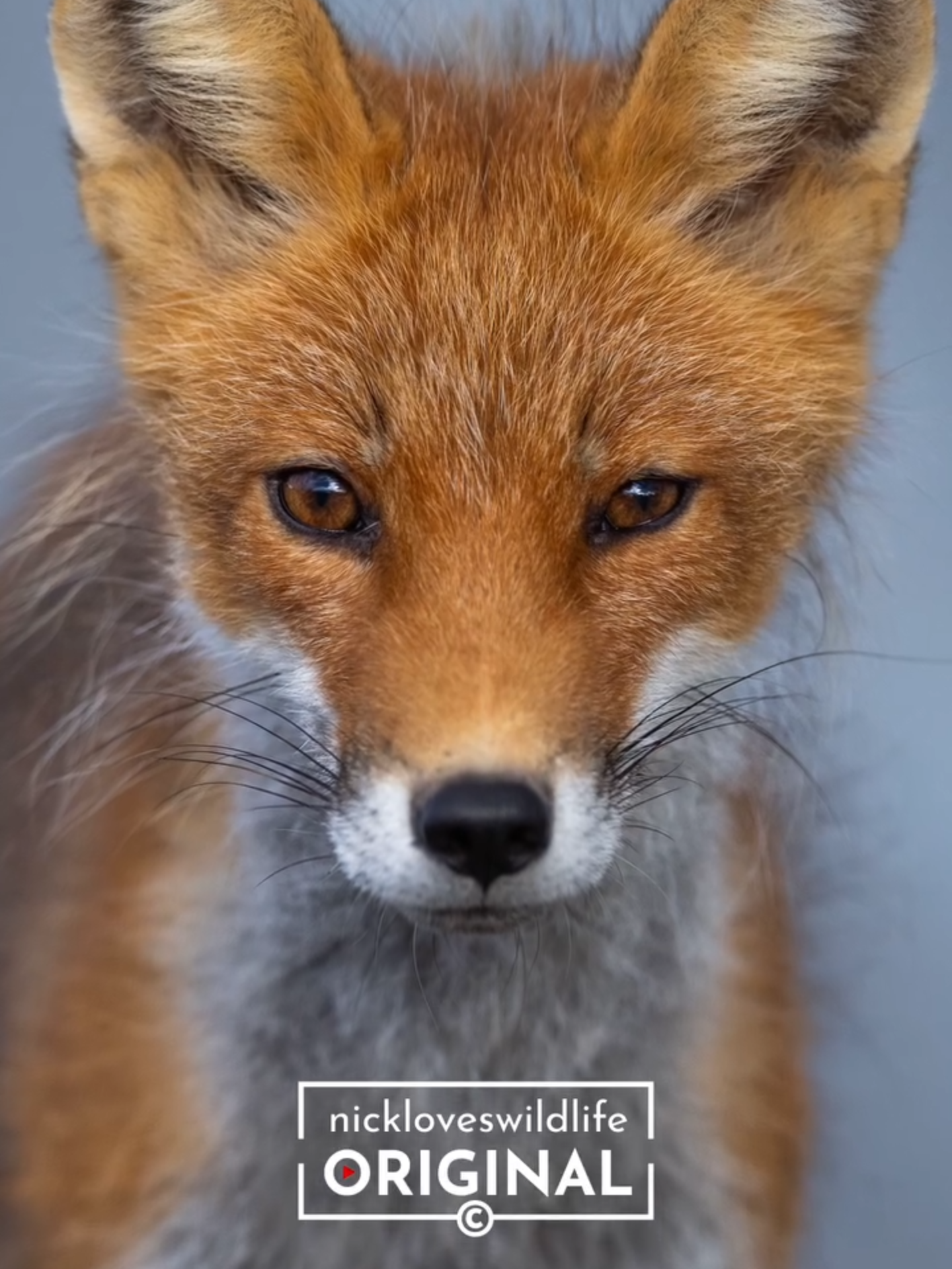 MY FIRST RED FOX 🦊 #wildlifephotography #photooftheday #naturephotography #baldeagle #eaglephotography
