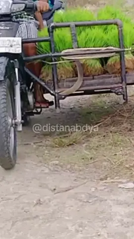 Apabila Petani Turun Ke Sawah  #Petani #Pertanian #AcehBaratDaya #Abdya #PetaniSejahtera 