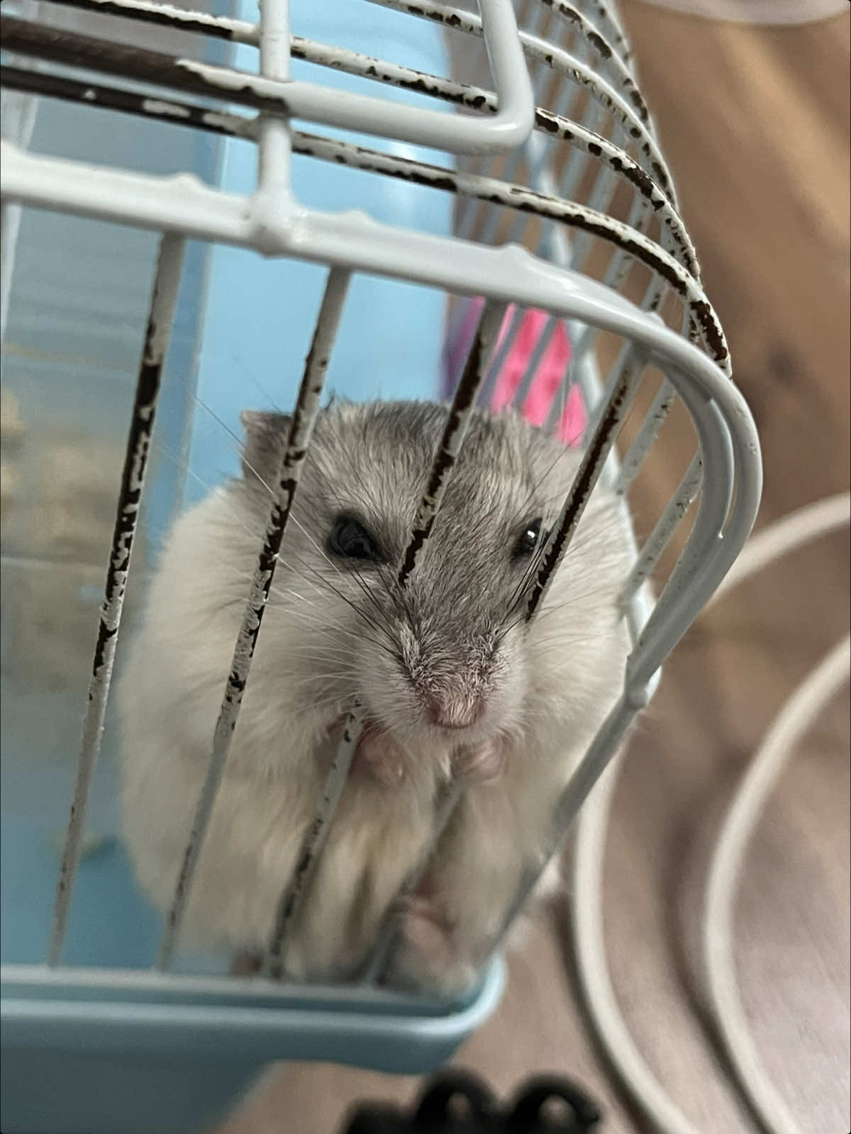 🐹:t k ns là t bị bà zà dắt đou #fyp #ilovetiktok #trending 
