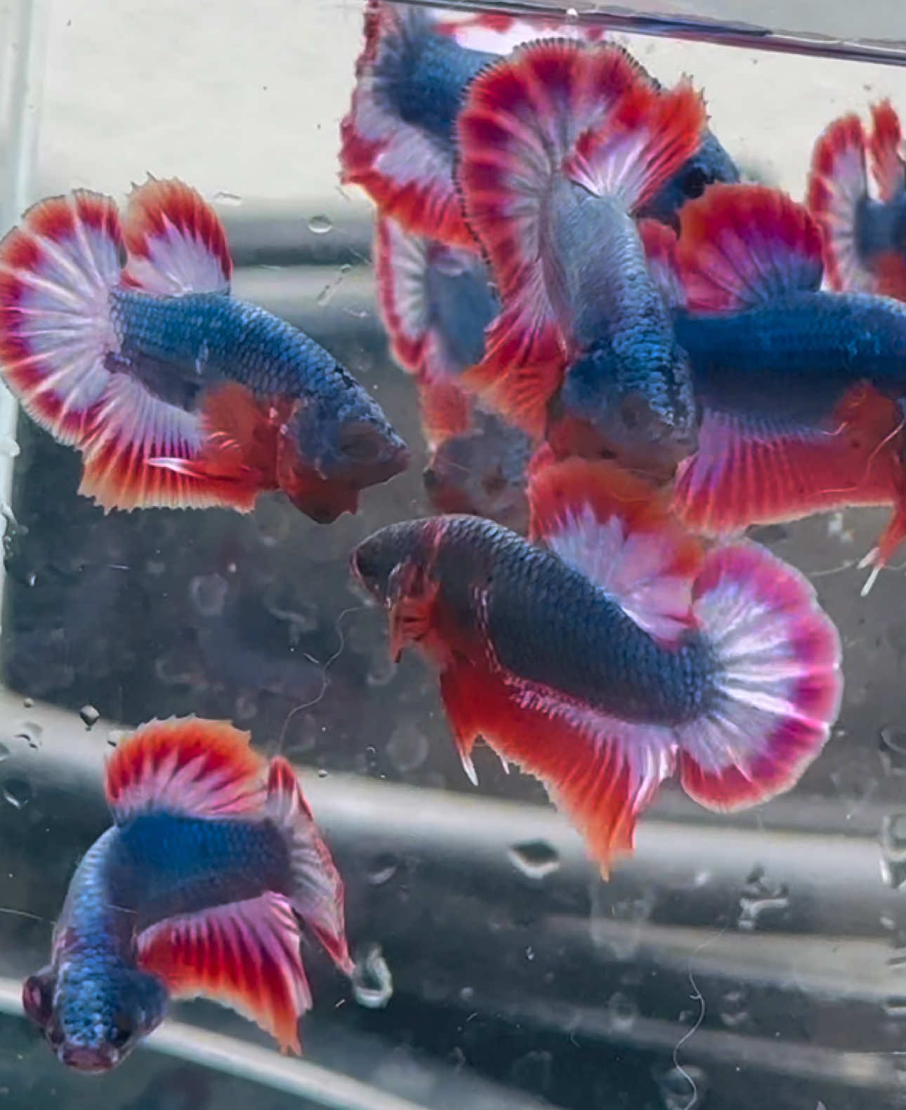 #ปลากัดธงชาติไทย #ปลากัดนนทบุรี #ปลากัดบางใหญ่ #bettafish #ปลากัด 