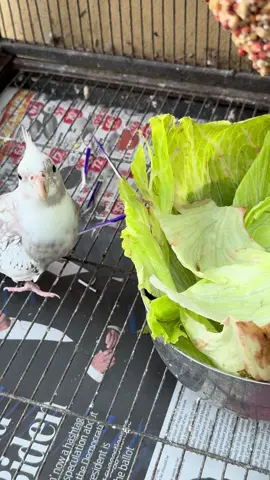 She knows…and she won’t show everyone!!! Clever!!!!#cockatiel #cockatielsoftiktok #cockatiellife #cockatielsareawesome #cockatiels 