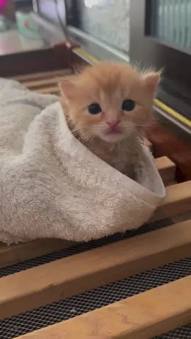 Orange 🍊 car #cat #catbaby #kitten #cute 