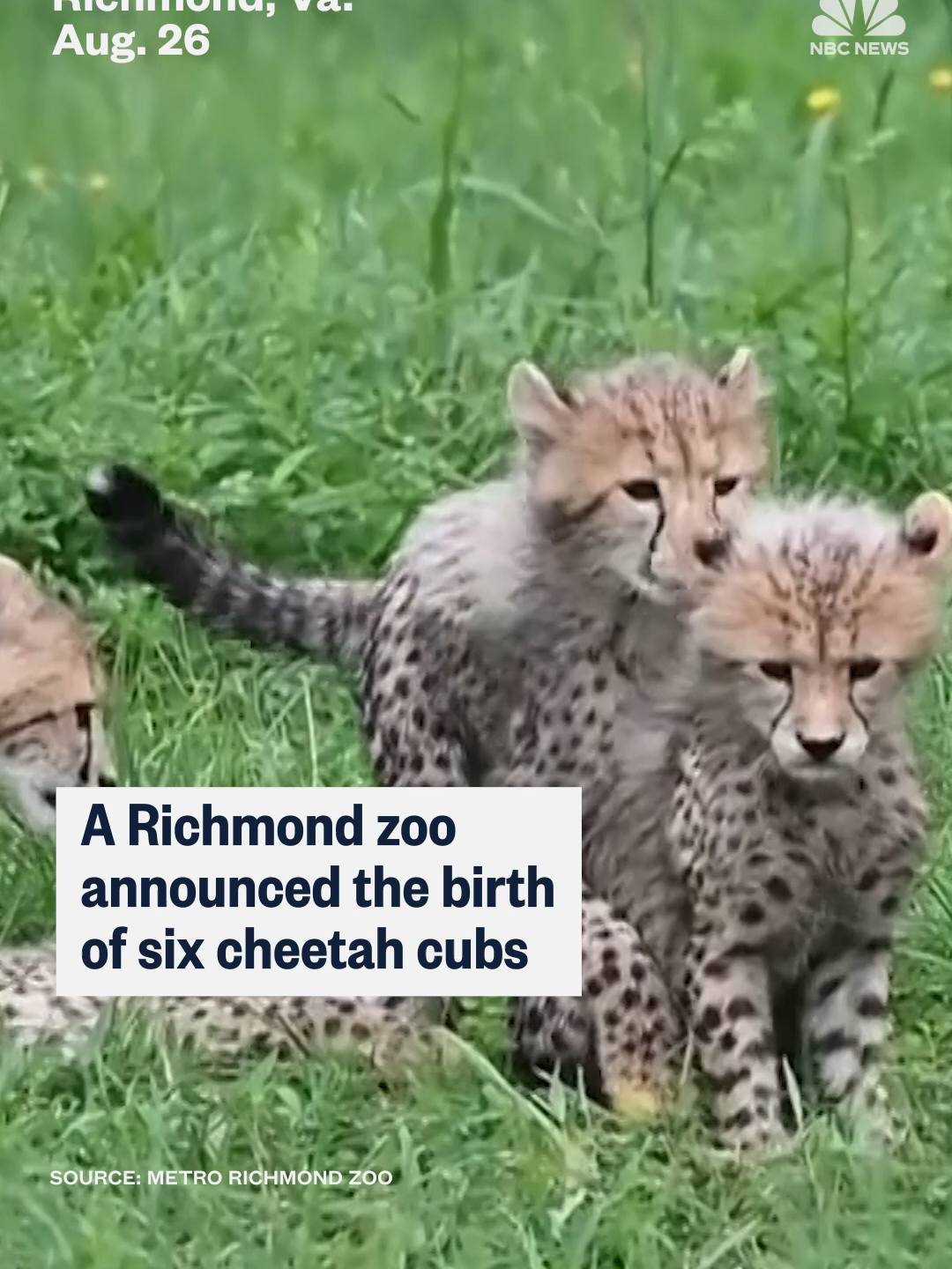 The Metro Richmond Zoo in #Virginia has welcomed six #cheetah cubs.