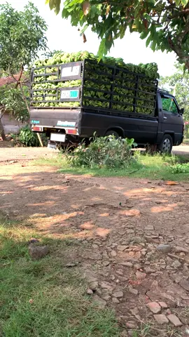 Di goreng dadakn 🤣#pisanglampung #l300lampung #fyp 