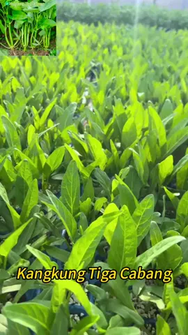 Kangkung tiga cabang senang tanam satu pokok boleh jadi macam tiga pokok #TanamSayur #TanamanRumah #BenihSayur #BenihKangkung #kangkungtigacabang 