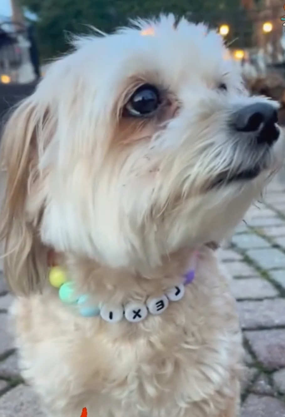 It looks so cute🥰 #dogcollar #friendshipcollar #dogsoftiktok #dogaccessories #doglover
