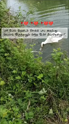 உசுரே நீதானே..🫂🤭❣️#❤️❤️❤️❤️❤️❤️❤️❤️❤️❤️❤️❤️❤️❤️❤️ #fypシ゚viral🖤tiktok #cute #fyp #foryou 