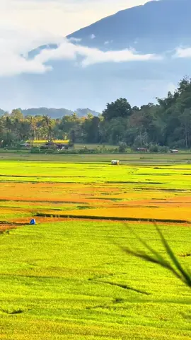 Haparan sawah yang luas dan indah ..! Yang sudah jarang di jumpai ..!#fypp #fypngakni #fypminang #sumbar #kamangmudiak 