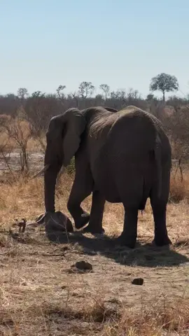 This elephant mother tried everything to try and get her newborn baby and walking. 😢 Despite every and all the best efforts, the baby was not strong enough to get up 😭 an incredibly sad day for the giants family. Unfortunately after 3 hours of more efforts the baby elephant unfortunately did not make it 😭🐘  . . . #curioussafaris #elephantconservation #saveelephants  #africa #elephantrescue 