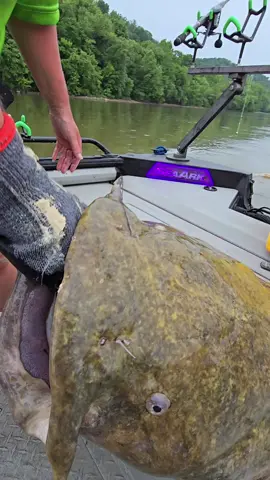 big ol flathead! #SeaArkBoats #boatsbuiltforlife #EasyCat #catchthefever #thecatfishingduo 