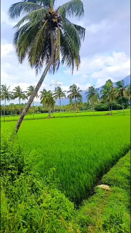 പണ്ട് സ്കൂളിൽ പോയിരുന്ന വഴിയാണ്❤️ചില കൗതുകം ഇന്നും ബാക്കിയുണ്ട്🌹ആളനക്കം ഇല്ലാത്ത നടവഴി മാത്രം ആരയോ  കാത്ത് ❤️ #creatorsearchinsights 