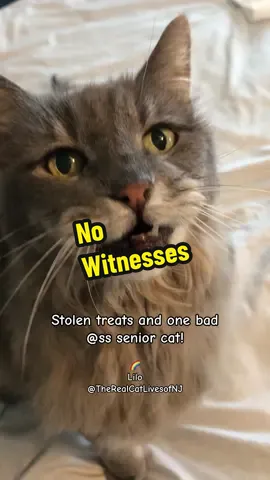 #funnycats #viralcats #tiktokcats #catsoftiktok #therealcatlivesofnj 