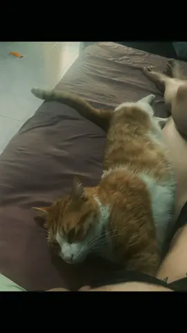 #CapCut Son mi refugio, mi hogar, mi lugar seguro, mis amores eternos ♥️ . . . #paratii #amoreterno #gatitostiktok #unaperrita 