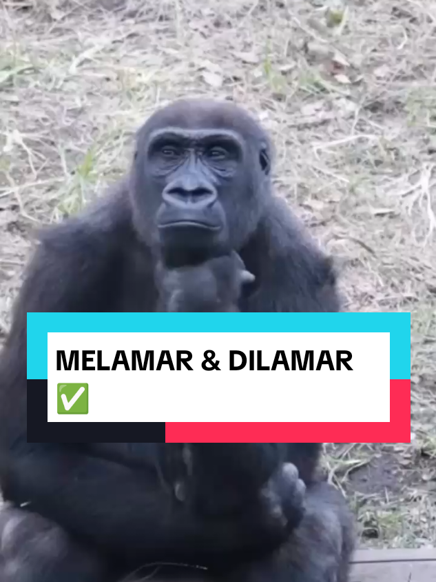 #creatorsearchinsights  MELAMAR DAN MELAWAR ✅ #soundlucu 