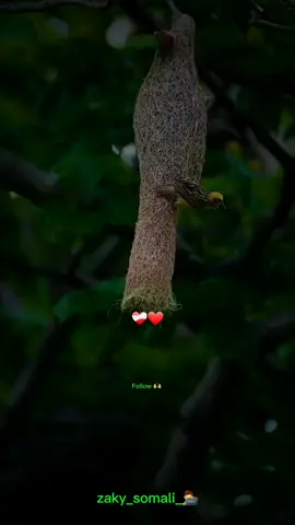 hana murugoonin-🫶❤️‍🩹🔥-#dhiirigalin #sheekhmustafe #zaky_somali #zaky_somali_🧑‍💻 