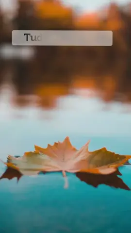 ✨ Cada decisão que você toma molda o caminho da sua vida. Se deseja algo novo, comece escolhendo diferente hoje. 🌿 #escolhas  #reflexãodiária  #motivação  #frasesdeimpacto  #mentepositiva  👉 Salve este vídeo para lembrar das suas escolhas e compartilhe com alguém que precisa dessa reflexão! 💭✨