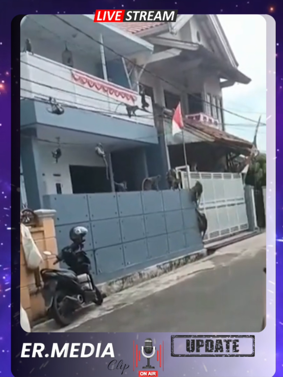 Heboh! Kawanan Monyet Liar Serbu Permukiman dan Curi Makanan Warga #fyp #update #berita #news 