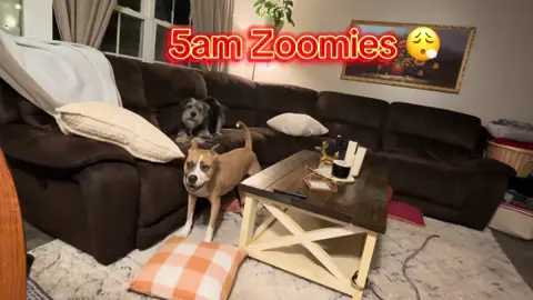 Buster loves his 5am zoomies and I’m not sure what the curtains did to provoke Susie 🫩 #zoomies #fyp #bedhead #fosterdog #dogsoftiktok 