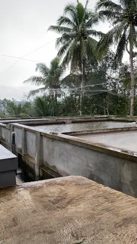 Ini yang kalian cari#bledeklele #lele #budidayalele #peternaklele #ternaklele 