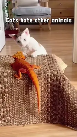 Funny Cats Annoying Other Animals 😹 #catsoftiktok #funnycats #catsvsanimals #catcomedy #carzycats 