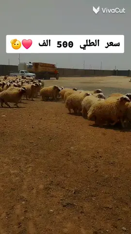 #العراق_السعوديه_الاردن_الخليج #الانبار_مدينة_الرمادي 