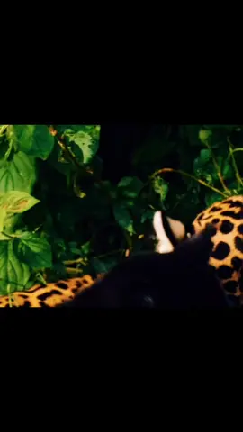 #jaguar is my fav animal! #🐆 #fyp #vireal #animals