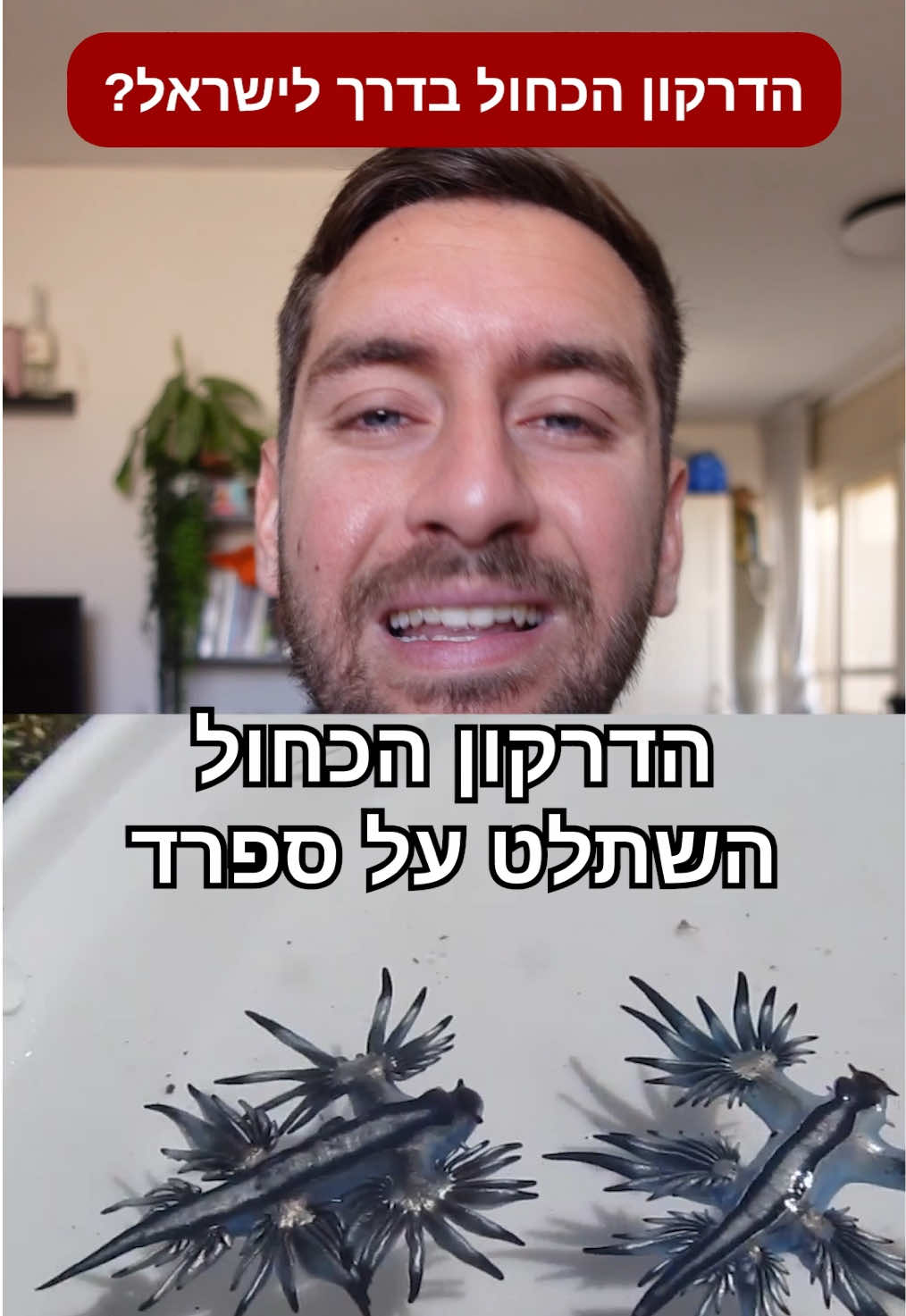 הדרקון הכחול הגיע לים התיכון, הוא אמנם עוד רחוק מ״להשתלט על ספרד״ וגם מלהגיע לישראל אבל מי יודע אולי גם יבוא לביקור פה 🤷                         Taro Taylor from Sydney, Australia, CC BY 2.0, via Wikimedia Commons. jumanbar, CC BY-NC-SA 2.0, via Flickr. This post is licensed under a Creative Commons Attribution of CC BY-NC-SA 2.0.