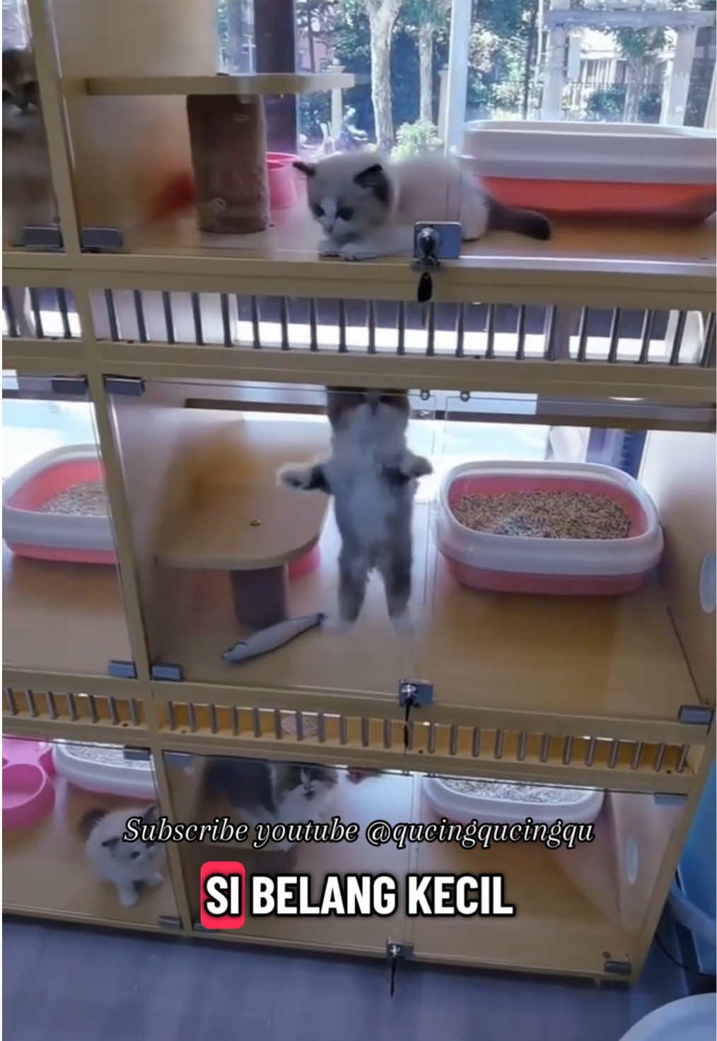Pilihlah aku 😽 #Cat #Kocheng #Kucing #CatLovers #FunnyVideo #qucingqucingqu #FYP
