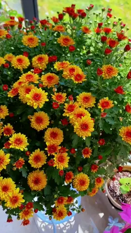 Discover the Secrets to a Lush Garden #growagarden, #gardening, #petlovers, #funnyclips, #trending