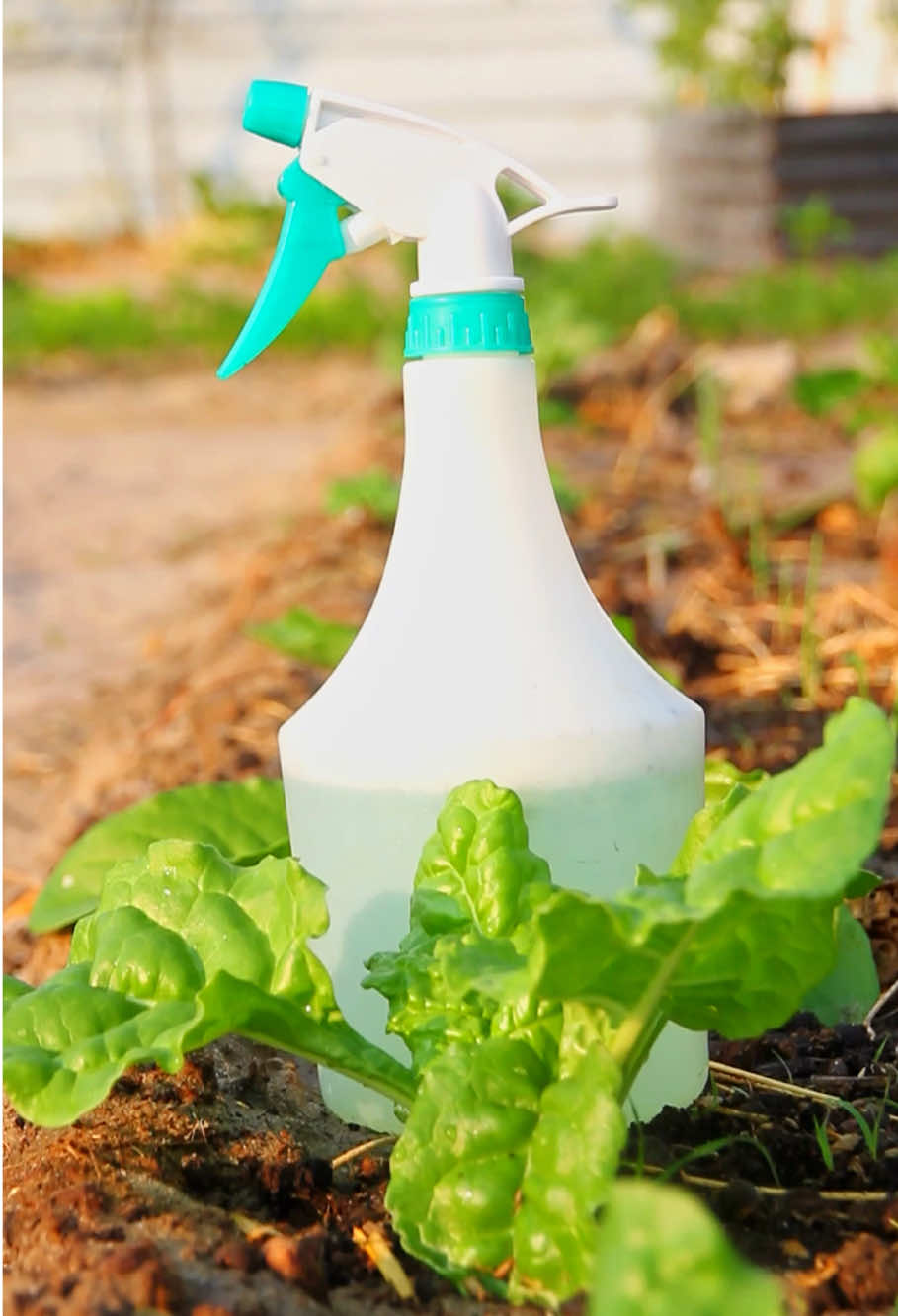 #gardenwithrubbi 