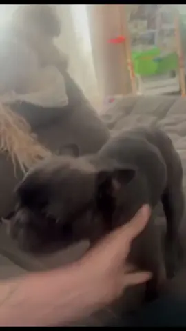 Dog cute 🥰 #DogTalks #PuppyLove #DogOwners #CuteDogs #DogLife 