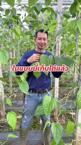 #เทรนด์วันนี้ วิธีเก็บใบพลูเราจะไม่ได้เก็บทุกใบ ต้องเหลือไว้ด้วยครับ #พี่โบ้ปลูกสุข  #เกษตรหลังเกษียณ  #ปลูกสุข 