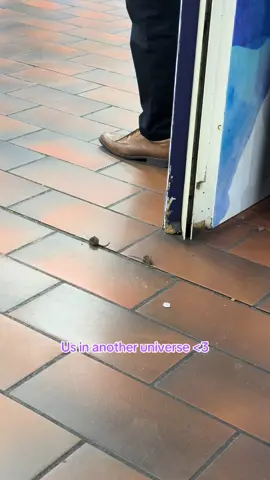 🐁 ❤️ 🐁 #usinanotheruniverse  #mouse #animalsoftiktok #melbournetiktok #mice 