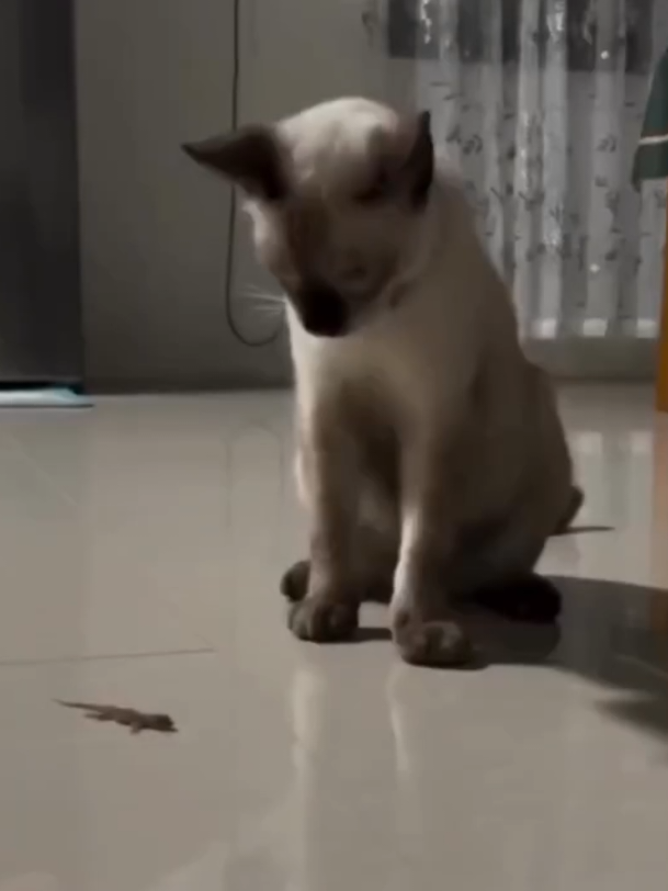 ​Le gecko, un animal plein de surprises #drole #gecko #pourtoi #fyp #viral 