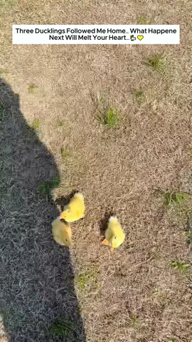Poor duck #duck #babyduck #ducksoftiktok #animals #animalsoftiktok #animalrescue 