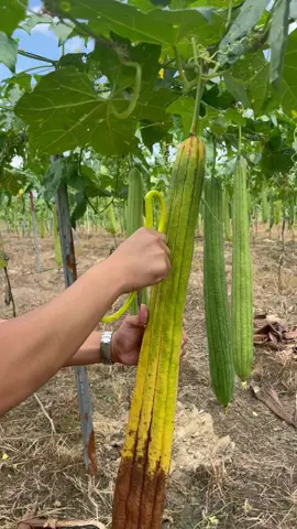 Small swaps for a greener home! 🌎 This week, we're ditching plastic sponges for natural loofah. What's your favorite eco-friendly switch? #SustainableLiving #EcoFriendly #GreenHome #NaturalHome #NaturalSkincare #ZeroWaste #LuffaLove #EcoFriendly #TikTokMadeMeBuyIt#PlasticFree#Luffa#Loofah#NaturalLoofah