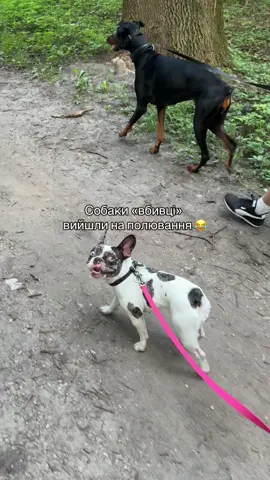 Луна ❤️🇺🇦  Luna.franchbulldog /французький бульдог/милий песик відео/ рекомендації/хвостатий друг #французькийбульдог#тикток#улюбленець #frenchbulldog#кінолог