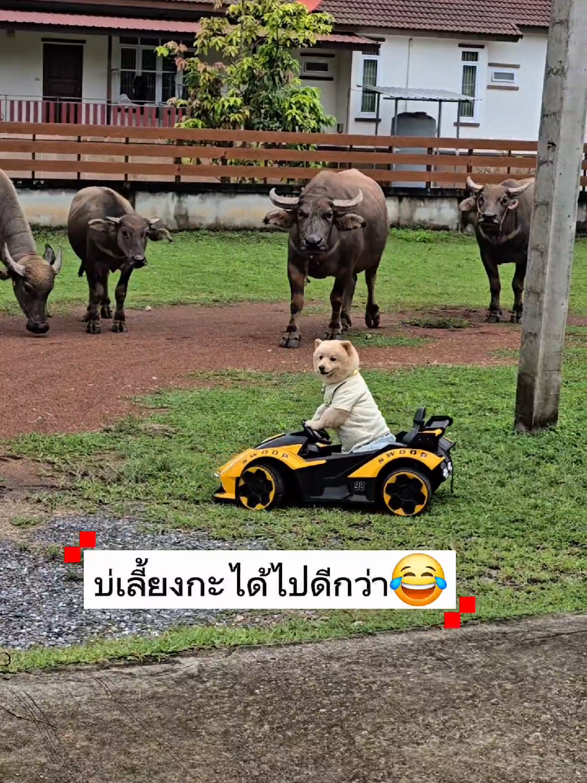 ไปดีกว่าดูท่าไม่ดี🤣#บิ๊กแบร์ 