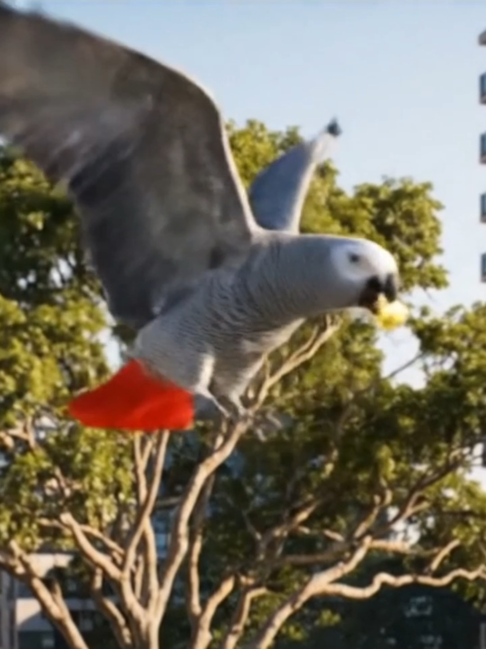 African grey parrot #bird #birds #pet #natural #parrot 