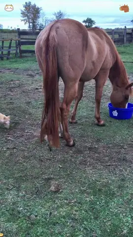 Cat and horse. 🐱🐴 #cat #horse #cute #funny 