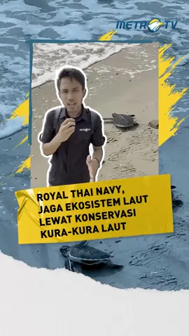 Tidak hanya menjaga kedaulatan maritim Thailand, Royal Thai Navy juga menjaga ekosistem laut lewat Sea Turtle Conservation Center di Sattahip. Di sini, ribuan tukik (anak penyu) ditetaskan, dirawat, lalu dilepas kembali ke laut. Penyu yang sakit pun mendapat perawatan medis khusus sebelum bisa kembali berenang bebas. Bagi Taruna Akademi Angkatan Laut Indonesia yang berkunjung, pengalaman ini menjadi pelajaran berharga bahwa tugas menjaga laut bukan hanya soal kekuatan militer, tapi juga kepedulian pada lingkungan. 🎥 Jurnalis Metro TV - Satrio Adi #MetroTV #tiktokberita #metrotv #beritaterkini #fyp #viral #penyu #thailand #lingkungan #seaturtle
