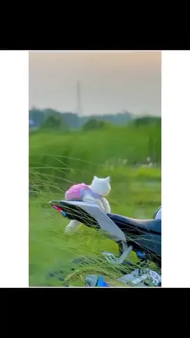 #তুমি সুন্দর বলে তোমাকে ভালবাসি ব্যাপারটা এমন নয়,,,! ভালোবাসি বলেই তুমি সুন্দর,,🥀