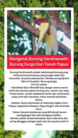 Burung Cendrawasih: burung surga dari tanah Papua #indonesia #cendrawasih #papua #burung #viral 
