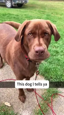 #dog#funnynimals#puppy#funnydogs#funny